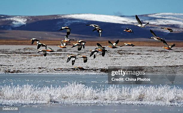 Ruddy sheld fly over Qinghai Lake February 16, 2006 in Gangcha County, Qinghai Province, China. China plans to establish another 200 state-level...