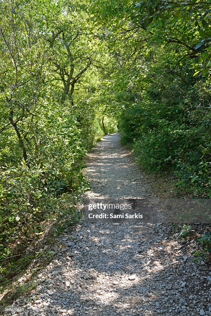 Path under trees in a forest