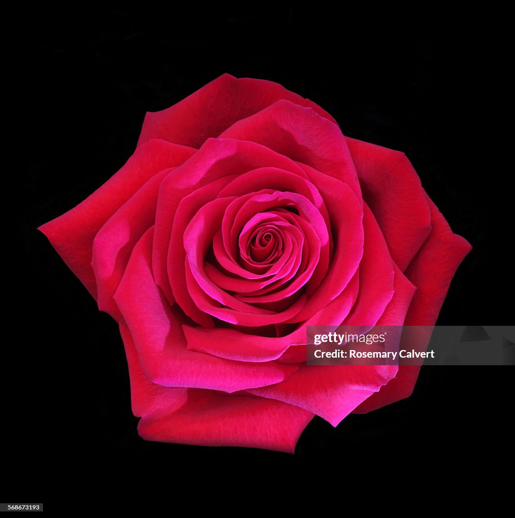 Beautiful fragrant red rose on black