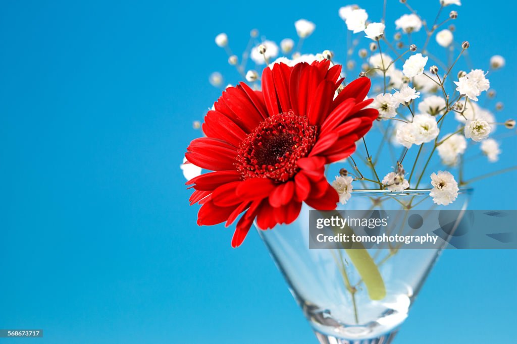 Gerbera flower