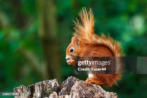 Red squirrel Red squirrel