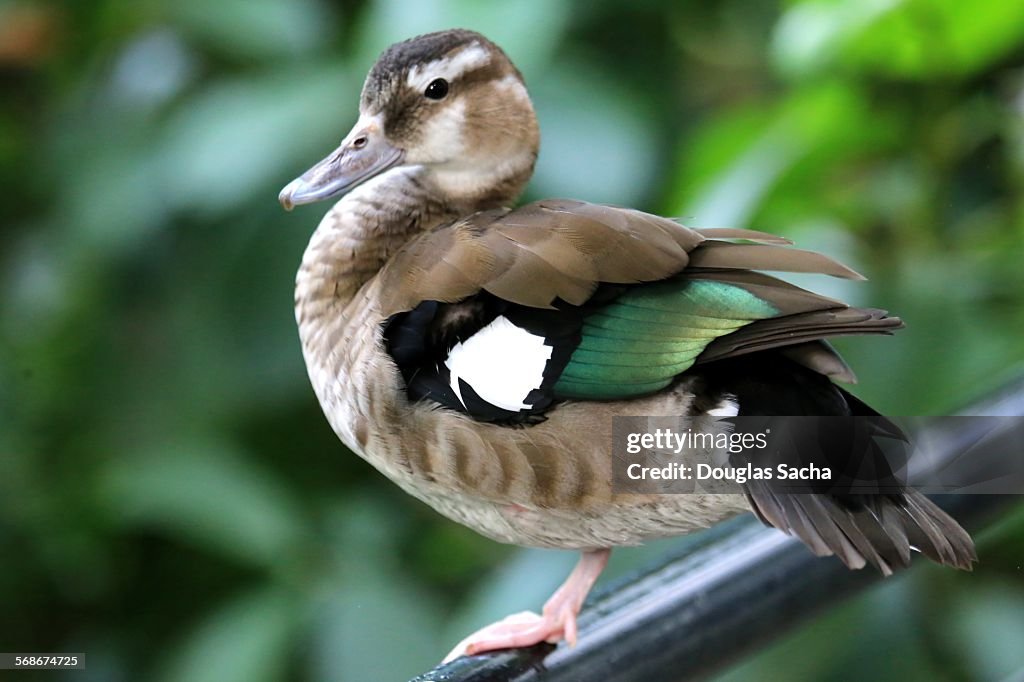 Female ringed teal duck