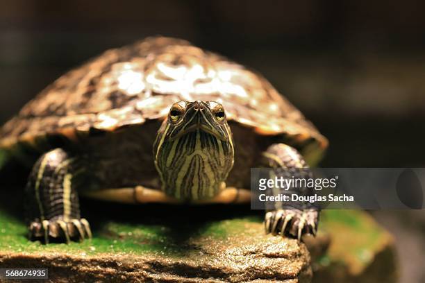 midland painted turtle - eastern painted turtle stock pictures, royalty-free photos & images