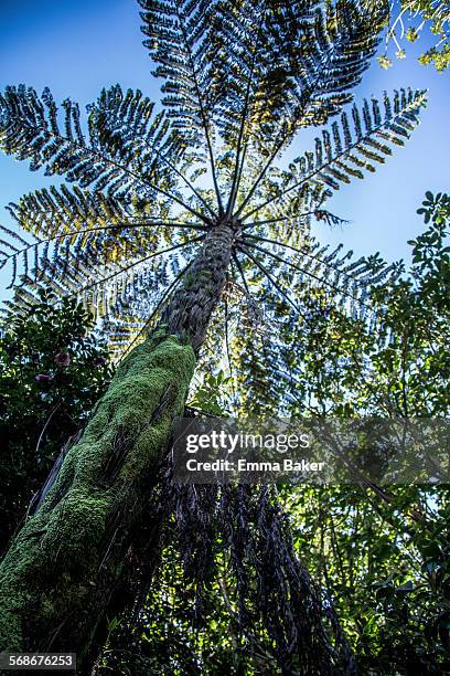 Ponga Tree Photos and Premium High Res Pictures - Getty Images