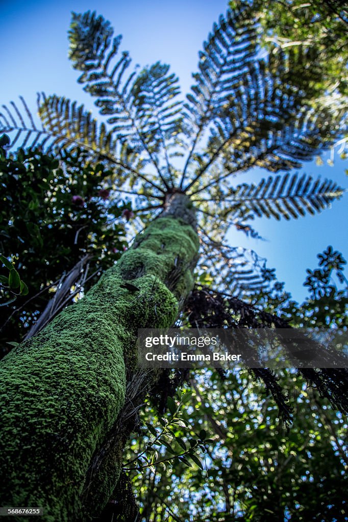 NZ Ponga Canopy