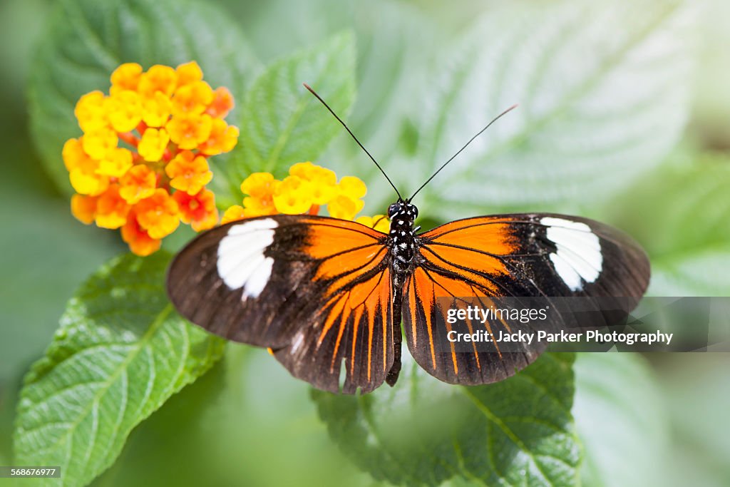 Postman butterfly - heliconius melpomene