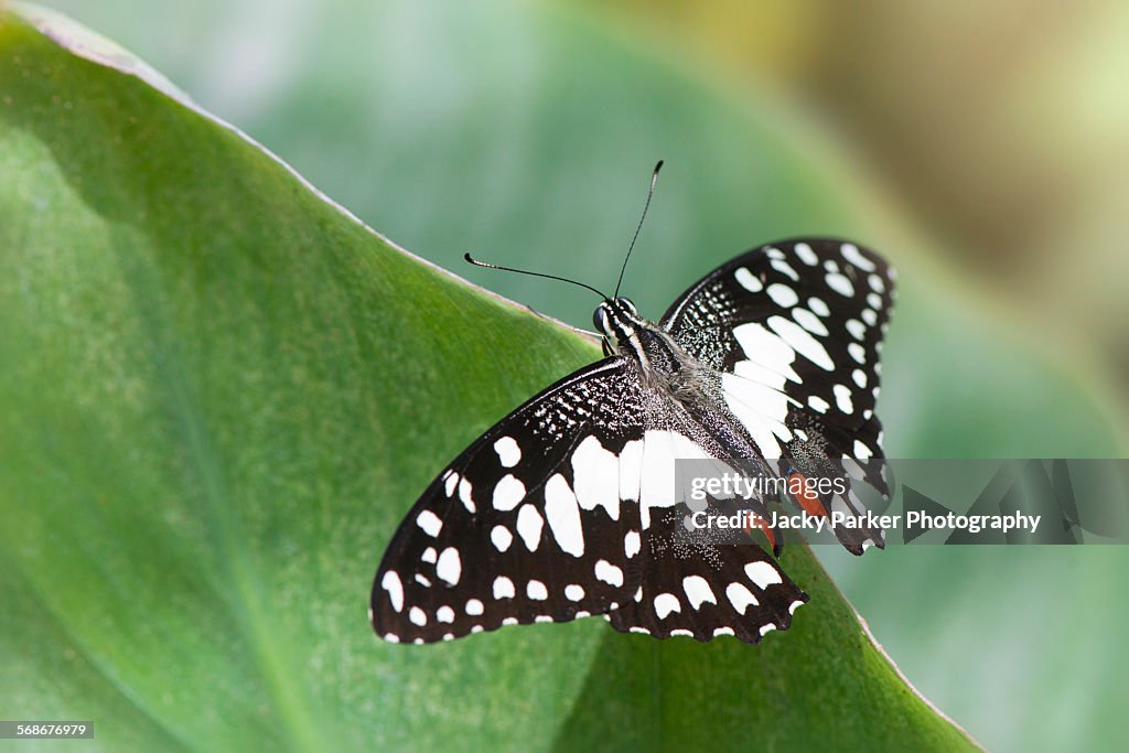 Lime swallowtail butterfly