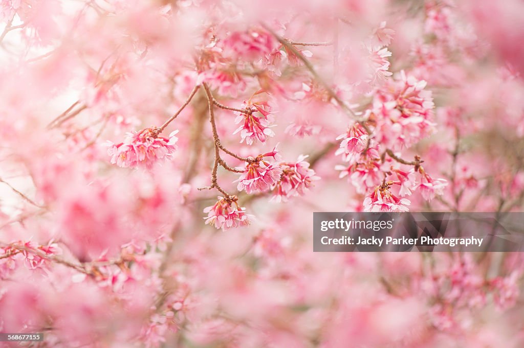 Prunus x incamp 'Okame'