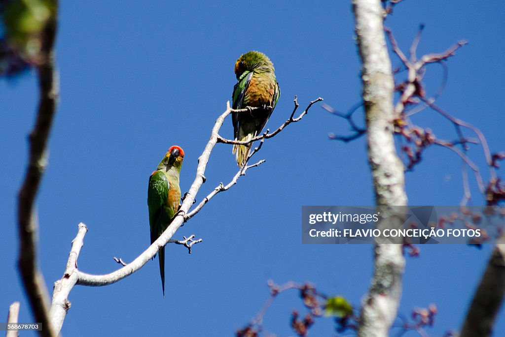 Bird parrots