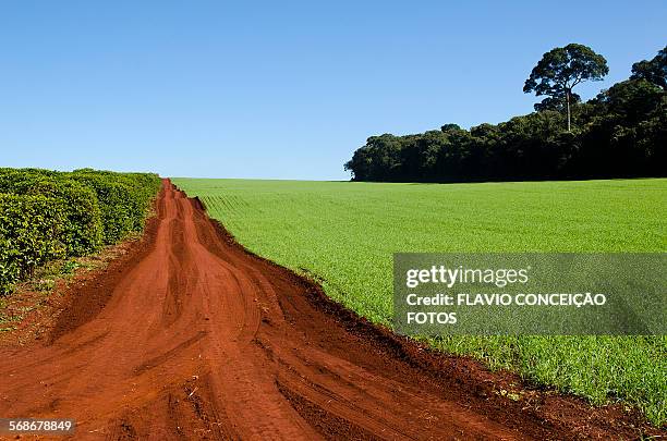 agriculture farms brazil - brazil coffee stock pictures, royalty-free photos & images