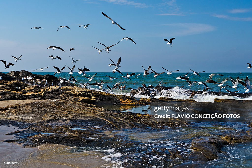 Seagulls flying in the rocks