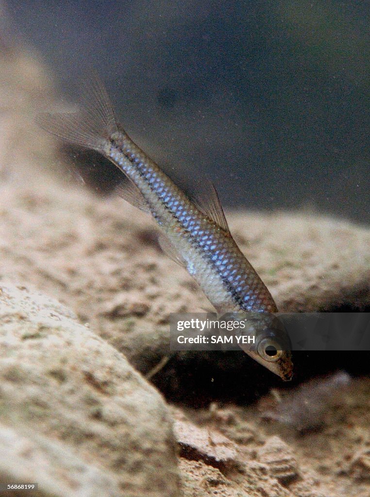 A 4-cm native Taiwan fish Pseudorasbora