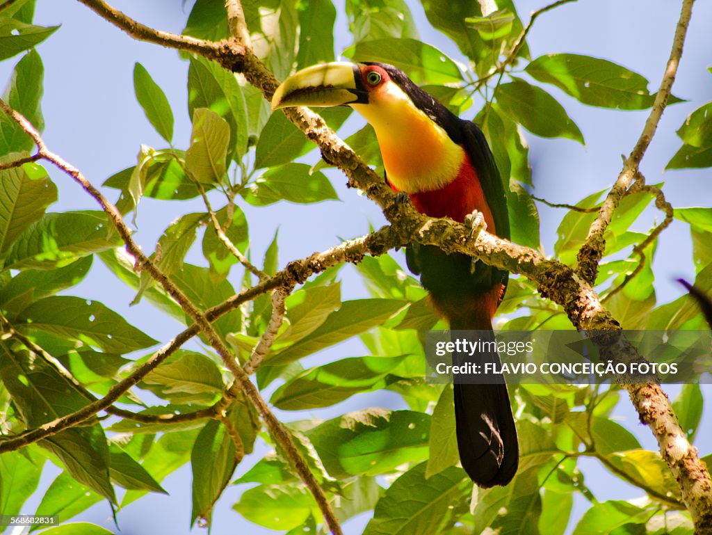 Toucan bird Brazil