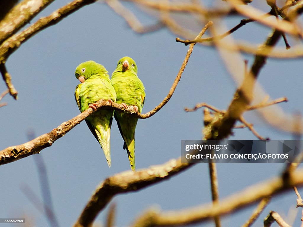 Parakeets parrots birds brazil