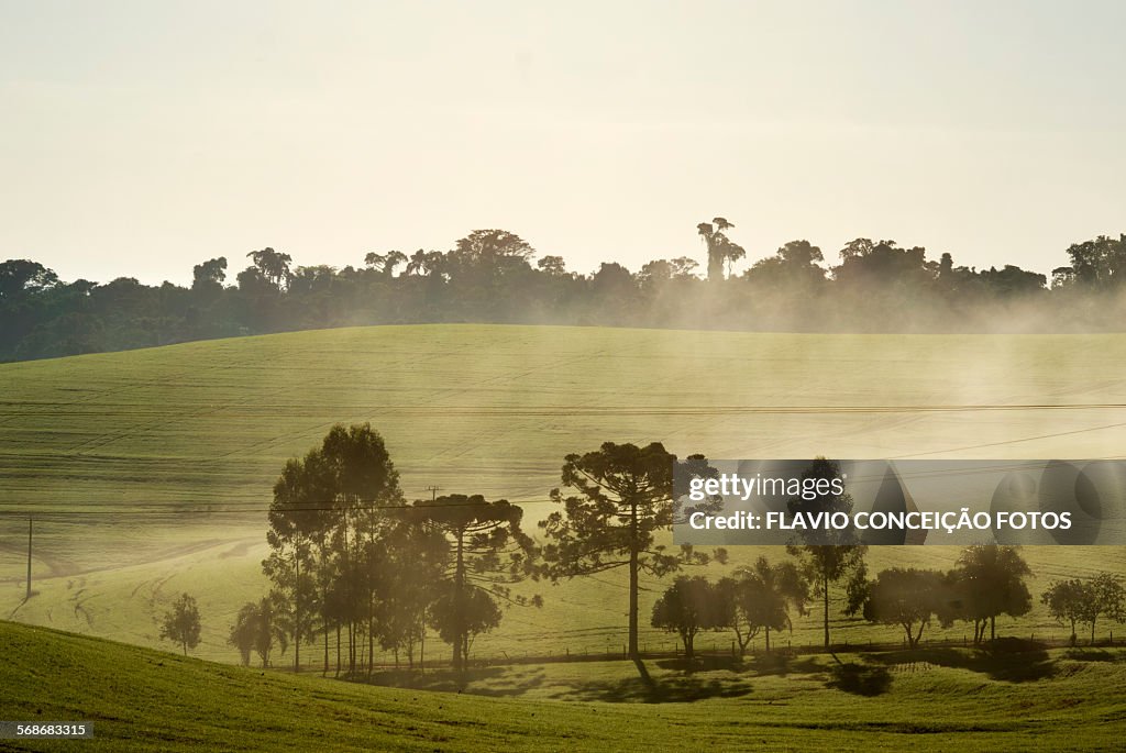 Fog farm Brazil