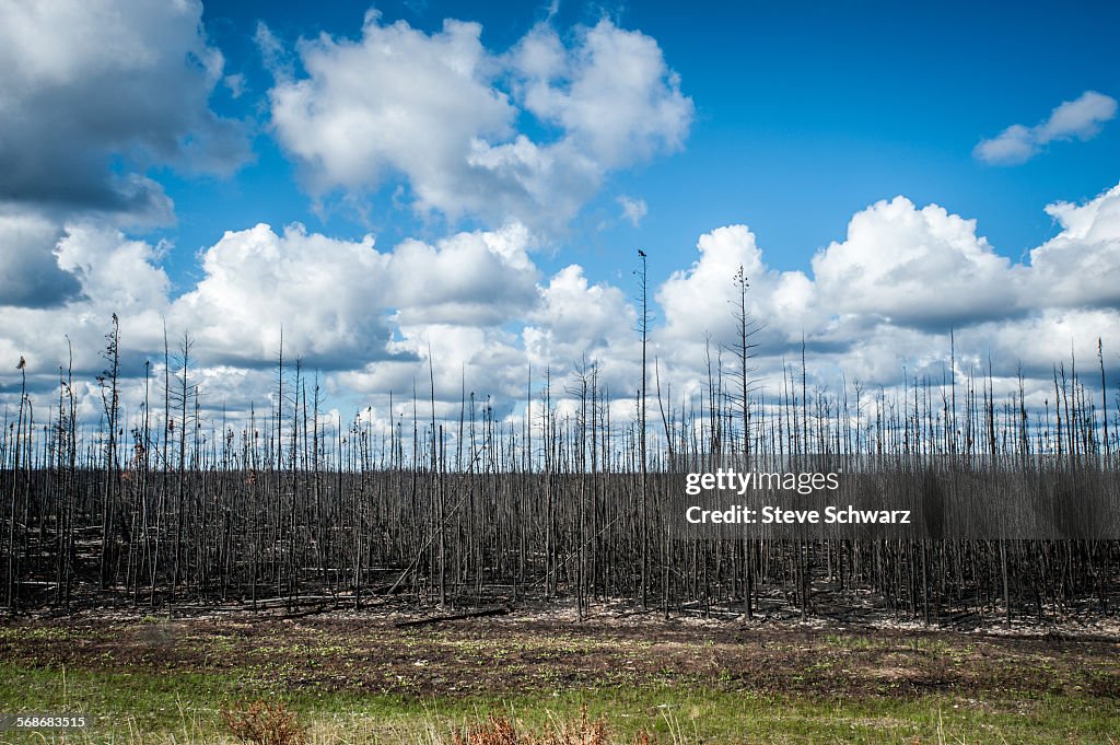 After the forest fire