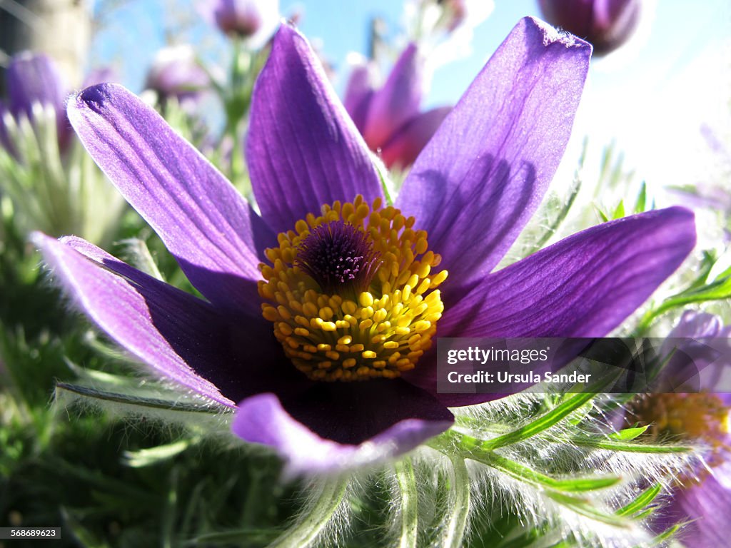 Pasque Flower -Pulsatilla vulgaris