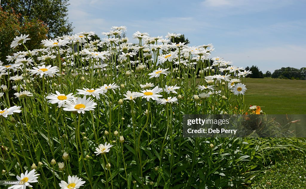 Shasta daisies