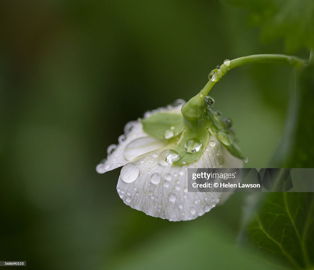 White pea flower with rain drops