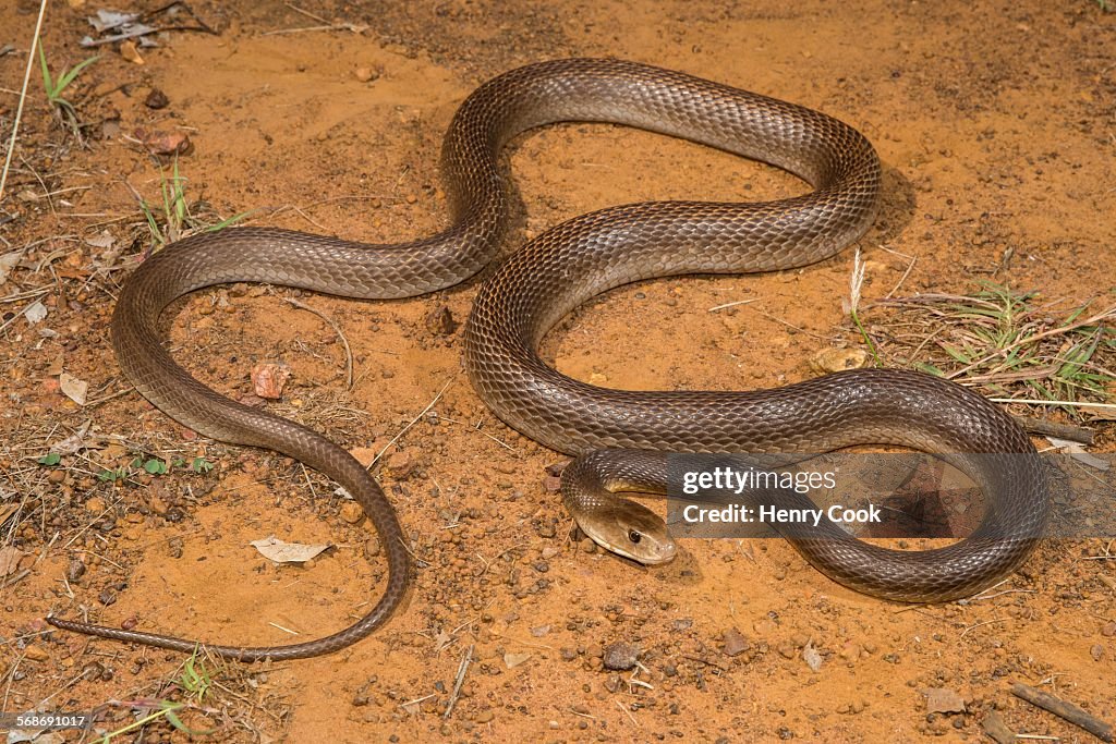 Coastal Taipan, Western Australia