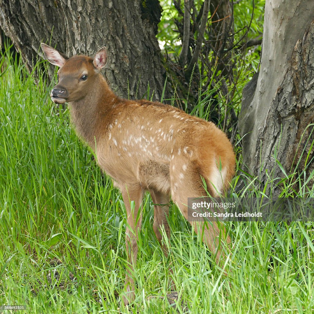Baby elk in Colorado