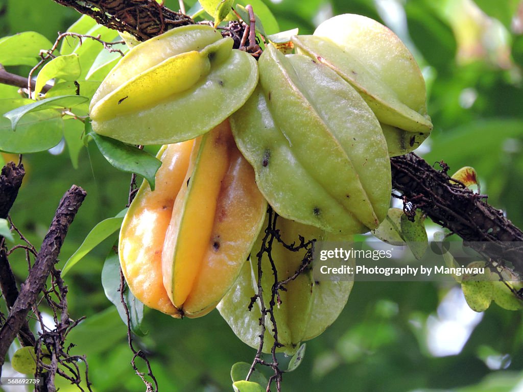 Starfruit