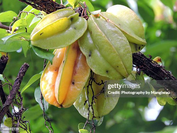 starfruit - oxalic acid stock pictures, royalty-free photos & images