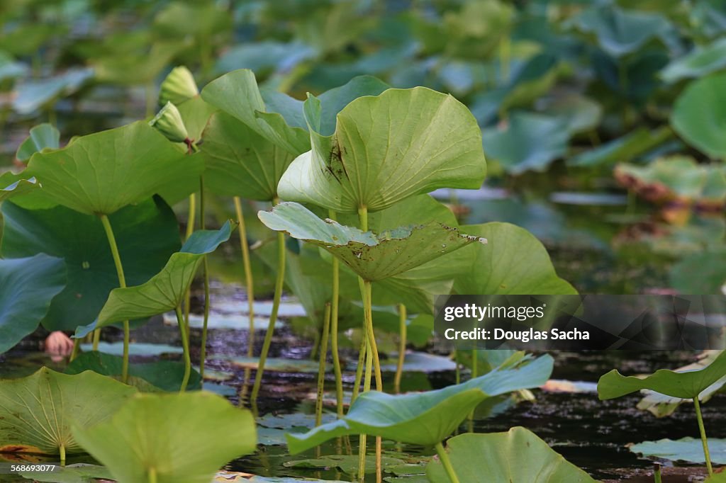Water lilies float on the water surface