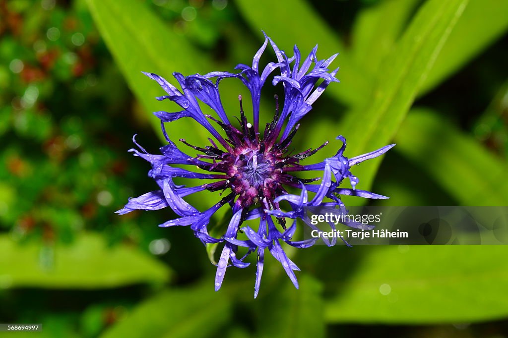 Corn Flower