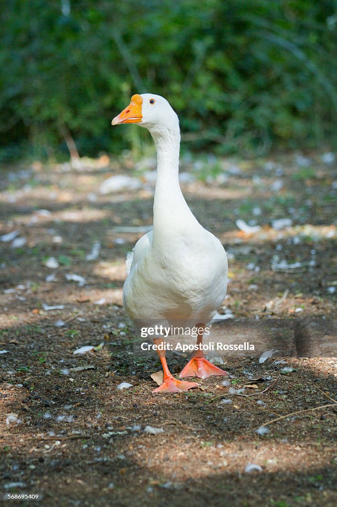 White goose