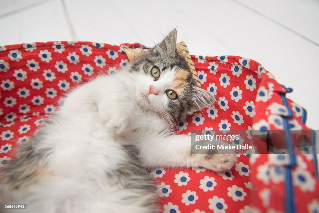 Domestic cat lying in basket