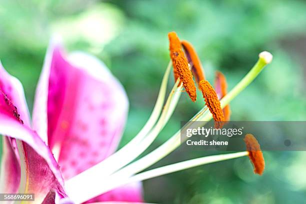 lily's stamen - asiatic lily - fotografias e filmes do acervo