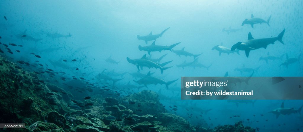 Hammerheads At Darwin Island