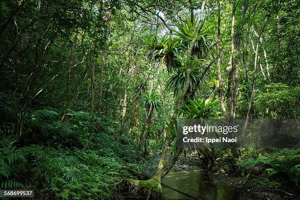 virgin rainforest with stream, amami oshima, japan - amami stockfoto's en -beelden