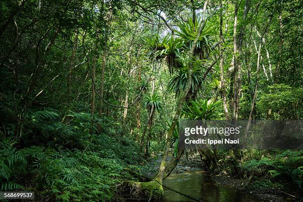 virgin rainforest with stream, amami oshima, japan - bird's nest fern stock pictures, royalty-free photos & images