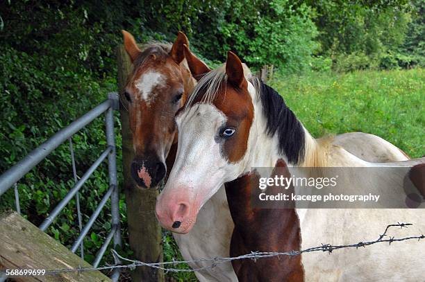 paint horse with blue eye - blaze pattern animal marking stock pictures, royalty-free photos & images