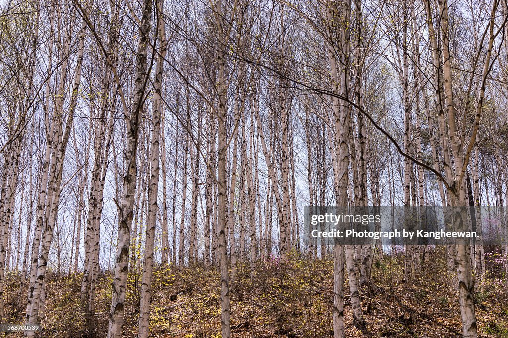 Grove of white birch trees