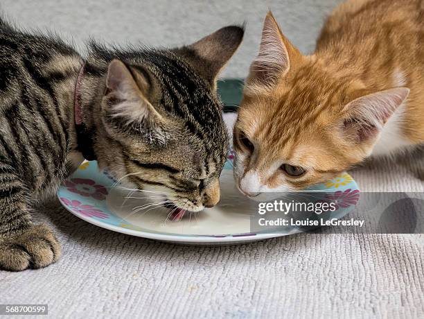 two kittens drinking milk from a plate - cat drinking stock-fotos und bilder