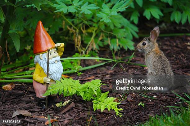 gnome and rabbit - 庭の置物 ストックフォトと画像