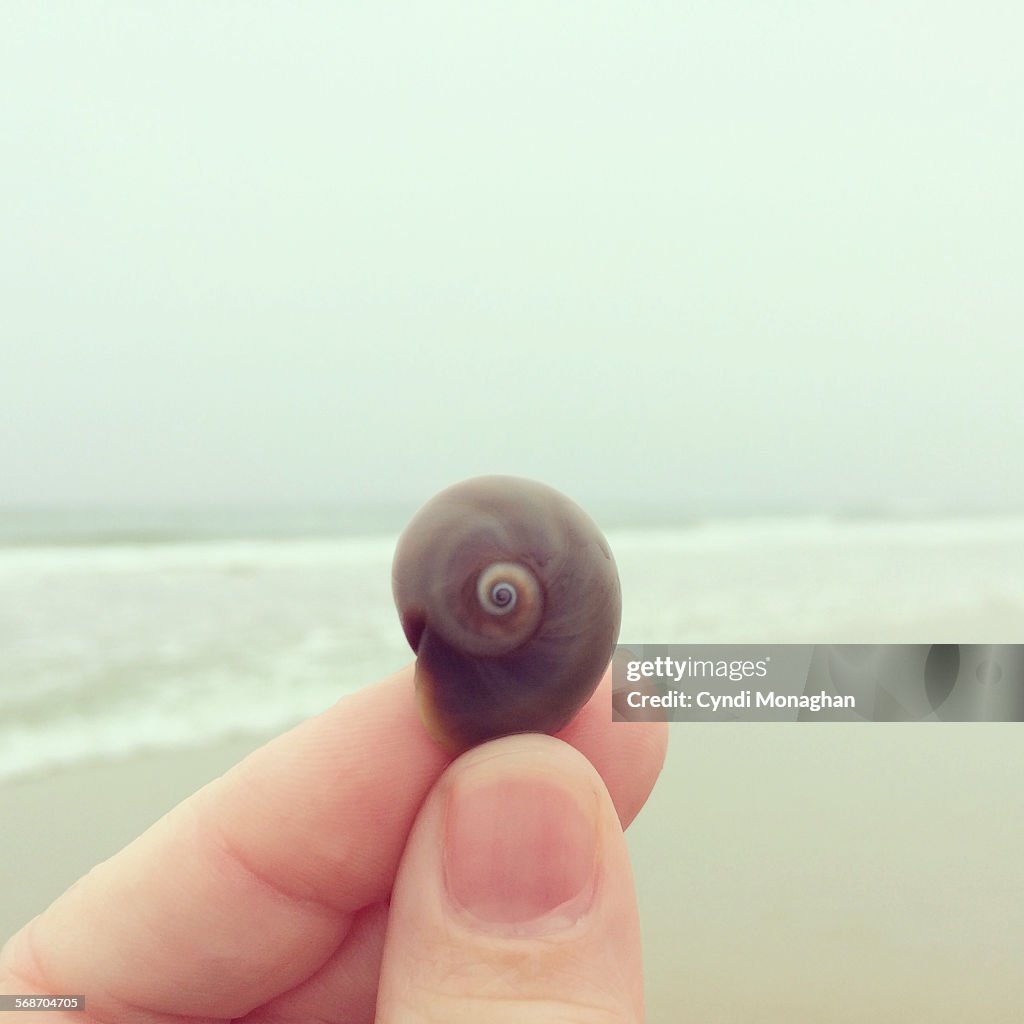 Tiny shell found