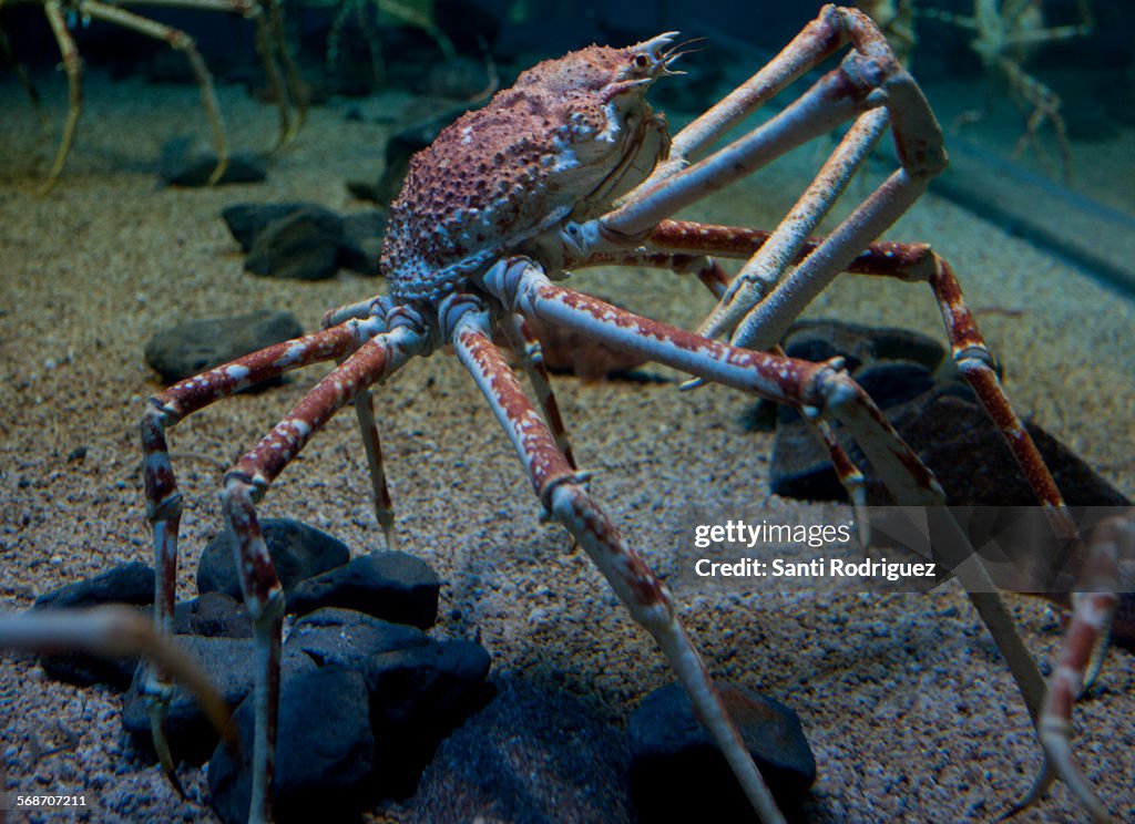 Macrocheira kaempferi, The Japanese giant crab