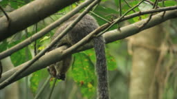 Grizzled Giant Squirrel The National Animal Of Sri Lanka On A Tree In Dense  Forest High-Res Stock Video Footage - Getty Images