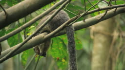 Grizzled Giant Squirrel The National Animal Of Sri Lanka On A Tree In Dense Forest High-Res Stock Video Footage - Getty Images Grizzled Giant Squirrel The National Animal Of Sri Lanka On A Tree In Dense Forest High-Res Stock Video Footage - Getty Images