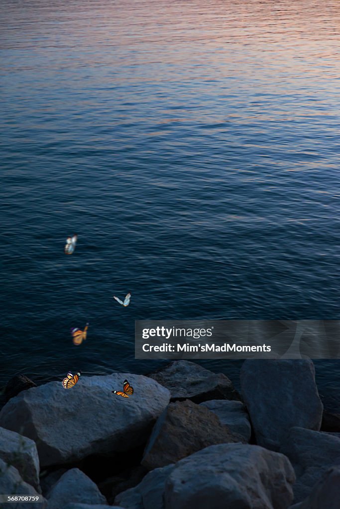 Sea, stones and butterflies