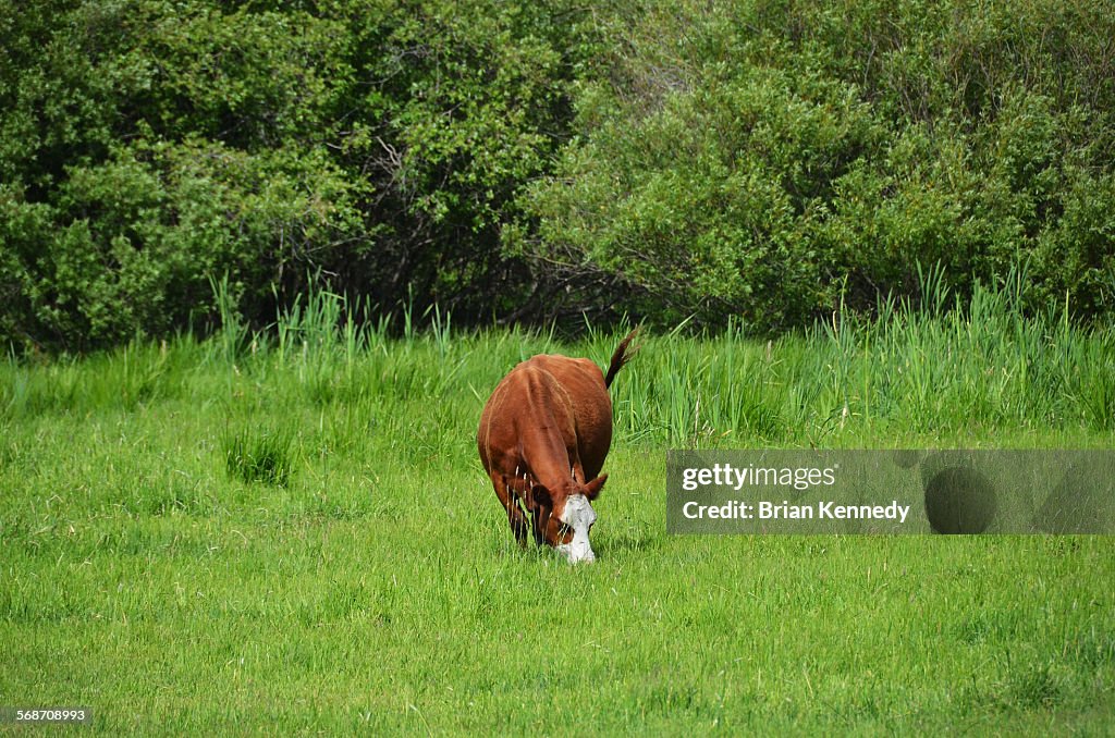 Grazing Cow