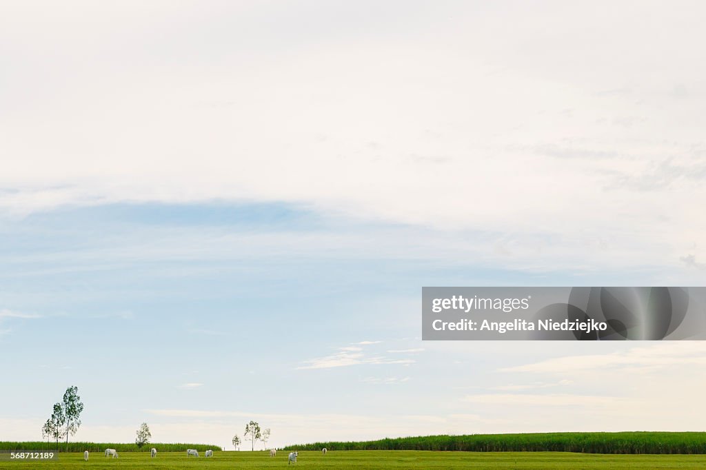 Country minimalist landscape