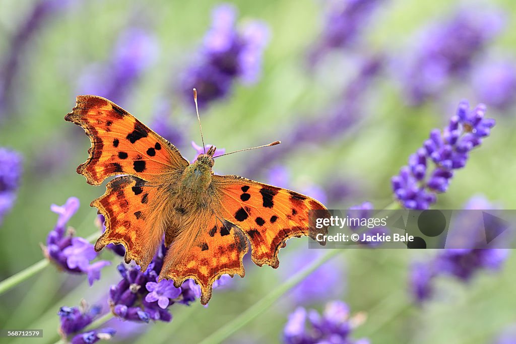 Comma butterfly on English lavender