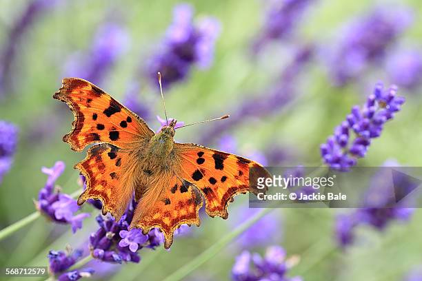 comma butterfly on english lavender - comma butterfly stock pictures, royalty-free photos & images