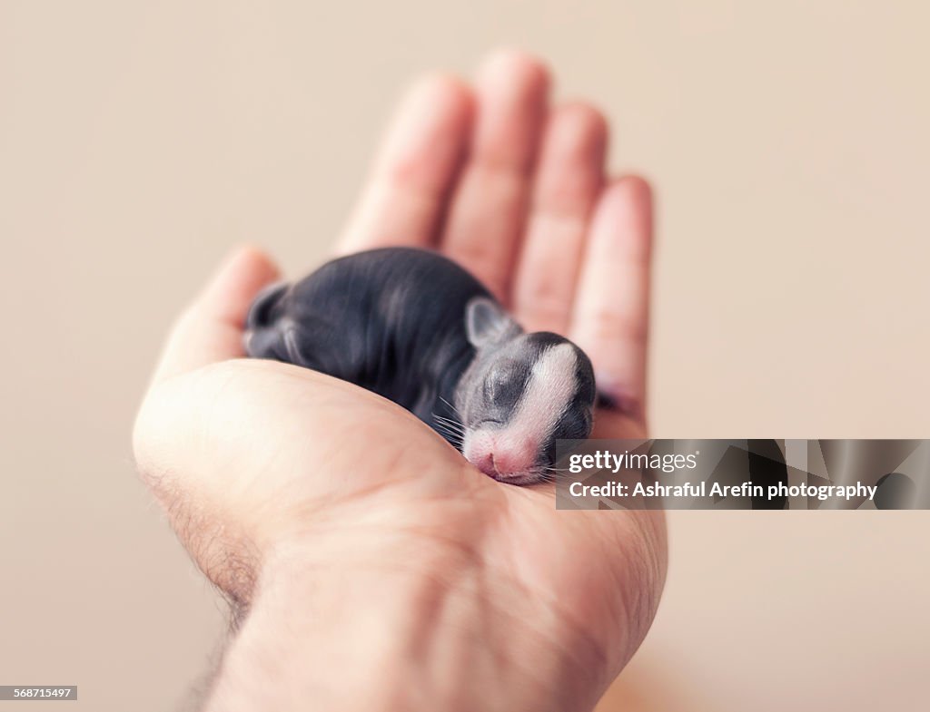 Newborn baby bunny in hand