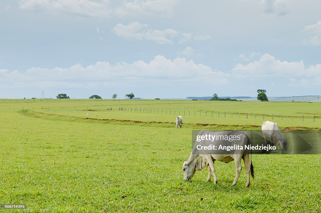 Cattle on the Farme